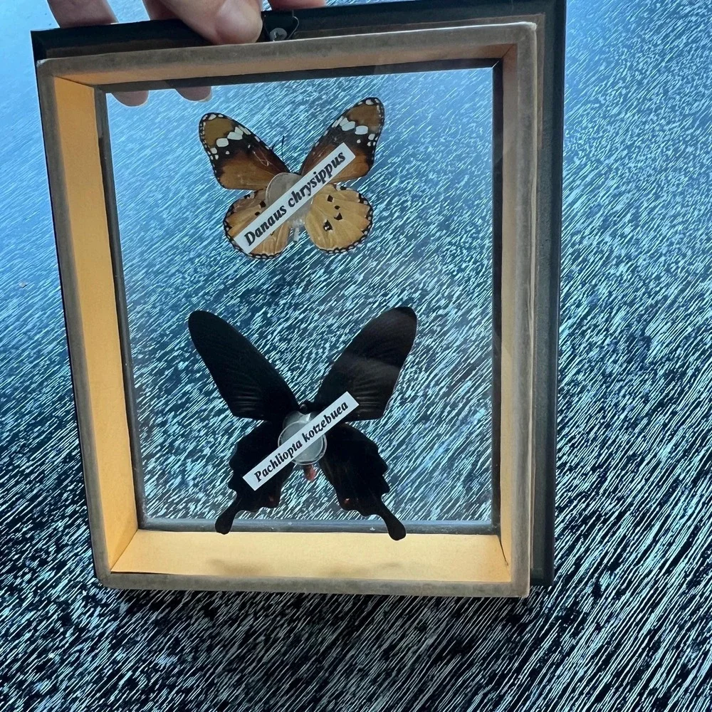 Vintage butterflies framed in shadow box‎